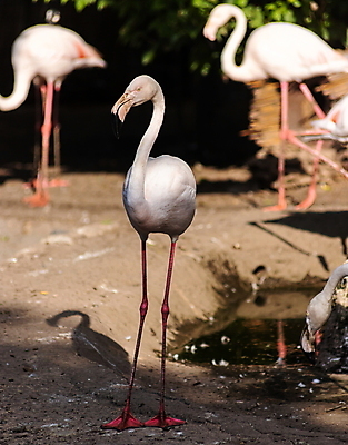 포토 JPG 해외이미지 동물 공원 호수 야생동물 분홍색 여행 백그라운드 오렌지 아프리카 자연 조류 휴가 동물원 풍경 사람없음 야외 옆모습 빨간색 초록색 물 여름 컬러풀 뷰티 머리 미국 흰색 연못 그룹 플라밍고 깃털 부리 목 케냐 내추럴 동물상 이국적 해외포토 자연요소 계절 공공시설 나라 뷰포인트 컬러 북아메리카 과일 신체부위 조형물 생태계 파일형식 이미지허브