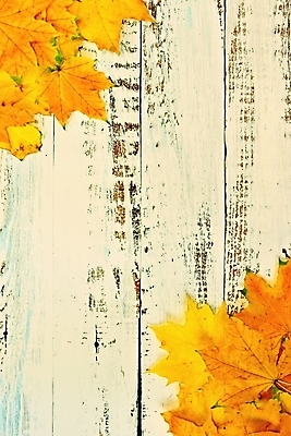 포토 JPG 해외이미지 나무 식물 디자인 계절 벽 백그라운드 컨셉 단풍 잎 패턴 오렌지 자연 탁자 추상 휴가 프레임 사람없음 목재 장식 노란색 우주 할로윈 수확 시골 신용카드 플랫 정상 숲 책상 질감 레이아웃 10월 내추럴 고립 구성 카피스페이스 국경 해외포토 컬러 가구 무늬 농업 과일 재료 금융 공백 날짜 생태계 파일형식 이미지허브