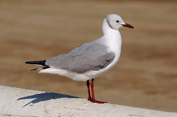 포토 JPG 해외이미지 야생동물 아프리카 자연 갈매기 조류 사람없음 회색 흰색 나미비아 동물상 해외포토 동물 나라 컬러 조형물 생태계 남아프리카 파일형식 이미지허브