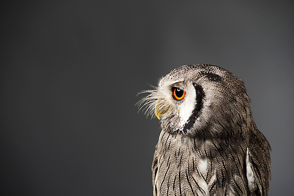 포토 JPG 해외이미지 스튜디오촬영 학생 응시 얼굴 야생동물 오렌지 아프리카 자연 조류 사람없음 뷰티 검은색 줄무늬 회색 흰색 디스크 야간 작음 먹이 깃털 묘사 경계 부리 육식동물 부엉이 사냥꾼 북쪽 붓꽃 노려봄 계산서 내추럴 해외포토 자연요소 동물 직업 시선 꽃 나라 컬러 무늬 과일 실내 표정 신체부위 질병 크기 방향 생태계 파일형식 이미지허브