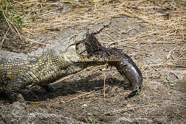 포토 JPG 해외이미지 동물 야생동물 포즈 이동 파충류 모션 아프리카 자연 국립공원 어류 사람없음 가로 보호 먹이 먹기 사파리 육식동물 악어 남아프리카 보호구역 해외포토 공원 나라 컨셉 수중동물 생태계 구역 파일형식 이미지허브