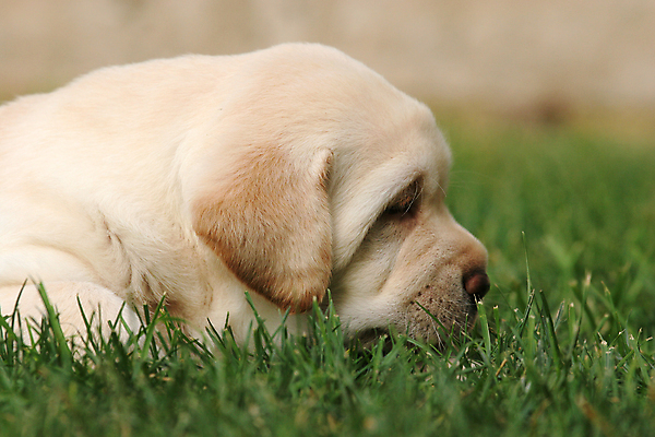 포토 JPG 해외이미지 응시 공원 행복 어린이 공 놀이 사람없음 초록색 빛 반려동물 태양 노란색 귀여움 검은색 기쁨 개 리트리버 달콤 강아지 숲 래브라도리트리버 창백 기르기 유래 해외포토 자연요소 동물 시선 공공시설 감정 컬러 컨셉 포유류 사람 맛 돌봄 파일형식 이미지허브