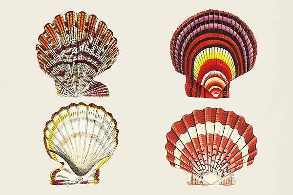 EPS 해외이미지 스티커 일러스트 사람없음 세트 다양 빈티지 조개껍데기 스타일 해외일러스트 다수 컨셉 조개 파일형식 벡터 이미지허브