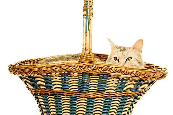 포토 JPG 해외이미지 스튜디오촬영 동물 한마리 백그라운드 포유류 털 실내 앉기 사람없음 반려동물 뷰티 바구니 고양이 흰색 모피 흰배경 얼룩무늬 솜털 주둥이 칠면조 고립 튀르키예 해외포토 1 아시아 컬러 무늬 모션 조류 내부 파일형식 이미지허브