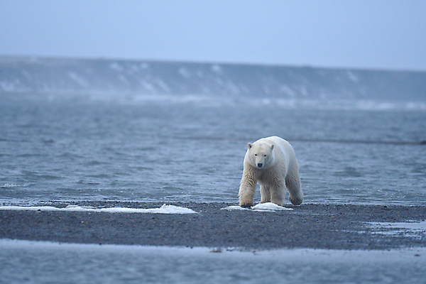 포토 JPG 해외이미지 주간 한마리 야생동물 바다 곰 사람없음 야외 걷기 북극곰 백곰 해외포토 자연요소 동물 1 포유류 모션 파일형식 이미지허브