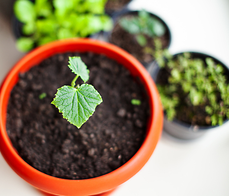 포토 JPG 해외이미지 식물 화초 잎 오이 사람없음 흙 원예 모종 해외포토 채소 취미 파일형식 이미지허브