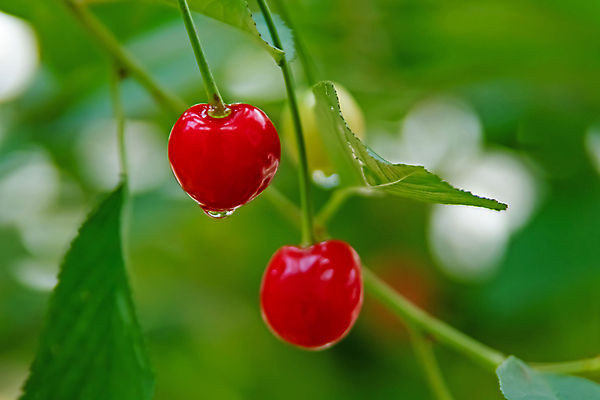 포토 JPG 해외이미지 주간 줄기 잎 근접촬영 사람없음 야외 아웃포커스 젖음 체리 빗방울 해외포토 자연요소 식물 뷰포인트 과일 촬영기법 비_날씨 파일형식 이미지허브