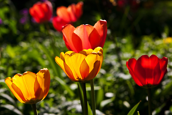 포토 JPG 해외이미지 식물 꽃 사람없음 가로 빨간색 초록색 햇빛 노란색 정원 봄 튤립 벚꽃 해외포토 계절 컬러 태양 파일형식 이미지허브