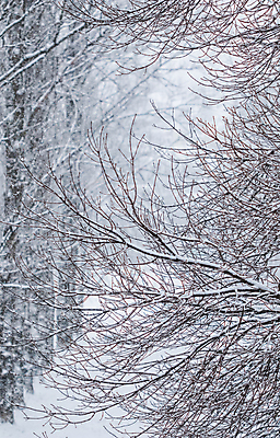 포토 JPG 해외이미지 나무 디자인 계절 공원 여행 백그라운드 컨셉 크리스마스 겨울 자연 동화 날씨 휴가 풍경 사람없음 야외 마을 환경 정원 회색 추위 수확 안개 흰색 나뭇가지 신선 눈송이 떨어짐 숲 묘사 서리 부드러움 폭풍 무거움 솜털 눈보라 폭설 눈내림 해외포토 식물 공공시설 기념일 컬러 농업 눈_날씨 감각 무게 자연재해 생태계 파일형식 이미지허브