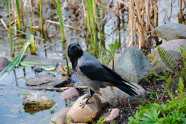 포토 JPG 해외이미지 동물 1 공원 야생동물 날개 자연 조류 사람없음 야외 초록색 검은색 어둠 펼침 나뭇가지 해충 고독 깃털 부리 까마귀 계산서 고립 동물상 앨버타 전국 지능 집게발 착륙 해외포토 나무 공공시설 감정 컬러 모션 조형물 벌레 생태계 파일형식 이미지허브