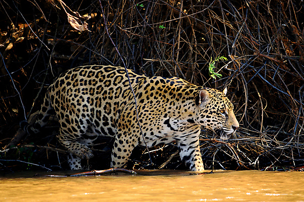 포토 JPG 해외이미지 나무 동물 공원 호수 야생동물 여행 백그라운드 포유류 파충류 자연 조류 하늘 풍경 사람없음 야외 초록색 물 파란색 강 컬러풀 미국 젖음 황무지 남아메리카 습지 숲 홍수 앵무새 브라질 생태학 아마존 이국적 재규어 브라질사람 해외포토 자연요소 식물 공공시설 교육 컬러 북아메리카 아메리카 자연재해 생태계 파일형식 이미지허브