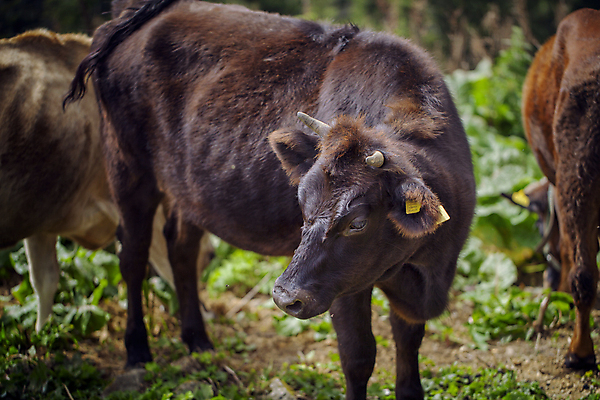 포토 JPG 해외이미지 음식 자연 사람없음 초록색 농장 가축 우유 소 유기농 황소 내추럴 해외포토 동물 웰빙 컬러 농업 포유류 유제품 생태계 파일형식 이미지허브