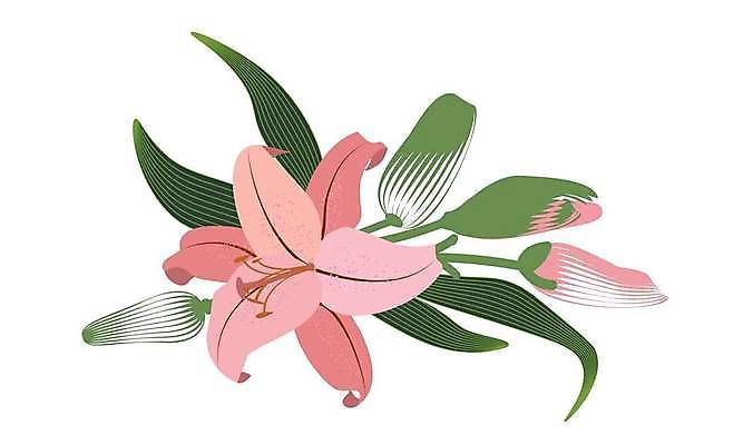 EPS 해외이미지 식물 디자인 기념일 꽃잎 꽃 줄기 꽃다발 잎 꽃무늬 일러스트 자연 프레임 장식 초록색 축하 우아함 인쇄 심볼 싱글 그림 엽서 초대 엘리먼트 칼라꽃 해외일러스트 컬러 컨셉 무늬 이벤트 편지 생태계 파일형식 벡터 이미지허브