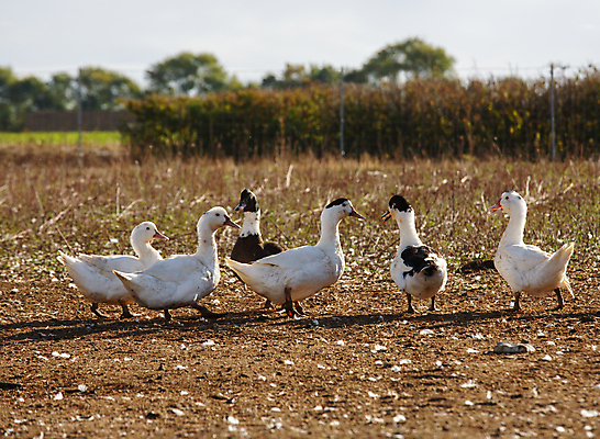 포토 JPG 해외이미지 동물 음식 밭 농업 자연 조류 오리 건강 육류 초원 사람없음 야외 농장 환경 농사 가축 봄 프랑스 흰색 시골 그룹 땅 깃털 유기농 부리 지역 수탉 내추럴 프랑스어 무료 밭일 수유 식품점 전문 해외포토 문자 웰빙 계절 유럽 산업 컬러 식재료 상점 닭 수컷 생태계 파일형식 이미지허브
