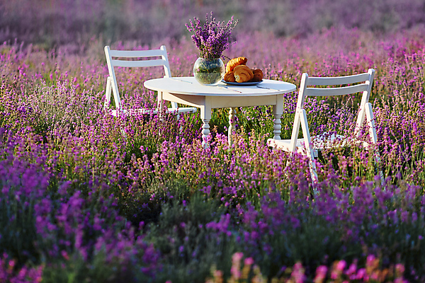 포토 JPG 해외이미지 주간 식기 의자 탁자 사람없음 야외 꽃병 보라색 크루아상 라벤더 해외포토 자연요소 꽃 빵 컬러 가구 허브 파일형식 이미지허브