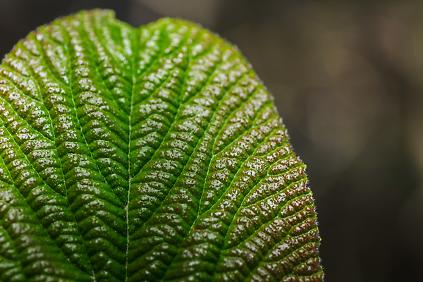 포토 JPG 해외이미지 나무 식물 손 꽃 지구 어린이 백그라운드 잎 꽃무늬 농업 자연 새로움 선물 씨앗 사람 사람없음 초록색 컬러풀 뷰티 새싹 환경 정원 봄 성장 보호 보석 원예 먼지 돌봄 땅바닥 모종 생태학 처음 해외포토 계절 교육 산업 컬러 컨셉 무늬 모션 바닥 취미 신체부위 광석 생태계 파일형식 이미지허브
