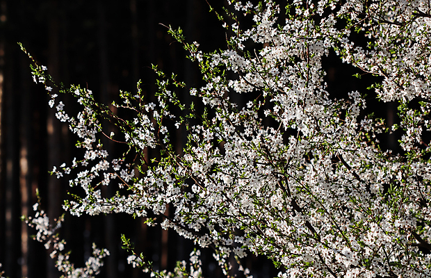 포토 JPG 해외이미지 나무 식물 계절 공원 꽃잎 꽃 백그라운드 꽃무늬 자연 휴가 사람없음 야외 컬러풀 뷰티 환경 정원 어둠 놀람 봄 낭만 벚꽃 흰색 나뭇가지 신선 개화 체리 숲 4월 원예 꽃가루 자두 내추럴 웅장함 파라다이스 해외포토 공공시설 감정 컬러 컨셉 무늬 과일 표정 취미 날짜 가루 생태계 파일형식 이미지허브