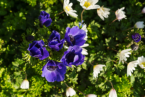 포토 JPG 해외이미지 식물 계절 꽃 꽃무늬 자연 사람없음 초록색 뷰티 정원 보라색 봄 벚꽃 흰색 신선 개화 제비꽃 원예 화단 내추럴 아네모네 해외포토 컬러 무늬 취미 생태계 파일형식 이미지허브