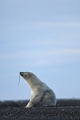 포토 JPG 해외이미지 주간 한마리 야생동물 곰 앉기 사람없음 야외 북극곰 백곰 해외포토 자연요소 동물 1 포유류 모션 파일형식 이미지허브