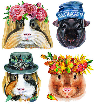 JPG 해외이미지 일러스트 사람없음 화관 비니 기니피그 해외일러스트 모자_잡화 꽃 포유류 파일형식 이미지허브