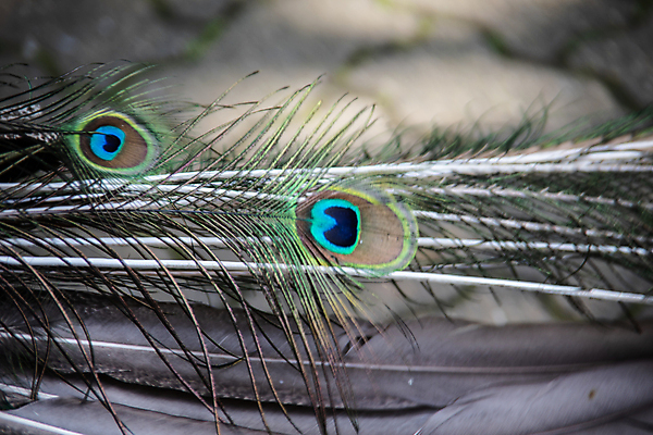 포토 JPG 해외이미지 조류 사람없음 초록색 파란색 뷰티 기차 우아함 공작 깃털 꼬리 머리장식 수탉 해외포토 동물 육상교통 컬러 컨셉 대중교통 장식 닭 수컷 파일형식 이미지허브