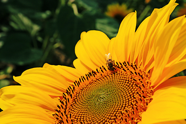 포토 JPG 해외이미지 주간 한마리 해바라기 근접촬영 사람없음 야외 아웃포커스 해외포토 자연요소 1 꽃 뷰포인트 촬영기법 파일형식 이미지허브