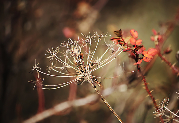 포토 JPG 해외이미지 식물 계절 공원 꽃 백그라운드 잎 패턴 밭 오렌지 자연 건조 풍경 초원 사람없음 야외 파란색 햇빛 갈색 노란색 들꽃 가을 소프트포커스 9월 11월 허브 유기농 질감 부드러움 10월 파스텔톤 카피스페이스 국경 해외포토 웰빙 공공시설 컬러 무늬 농업 과일 촬영기법 태양 공백 감각 날짜 생태계 파일형식 이미지허브