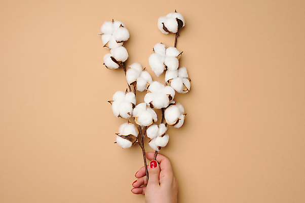 포토 JPG 해외이미지 손 신체부위 잡기 면 유기농 부드러움 목화꽃 목화솜 갈색배경 해외포토 웰빙 꽃 백그라운드 모션 사람 갈색 감각 솜 파일형식 이미지허브