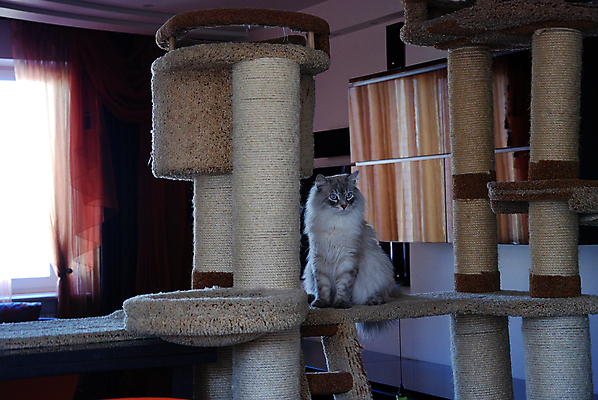 포토 JPG 해외이미지 동물 응시 백그라운드 장난 포유류 발 수염 주택 털 잔디 사람없음 빨간색 파란색 반려동물 머리 점프 고양이 줄무늬 회색 흰색 표현 닫기 작음 꼬리 얼룩무늬 솜털 거짓말 동물상 발톱 해외포토 식물 시선 컬러 무늬 모션 건물 신체부위 조형물 크기 파일형식 이미지허브