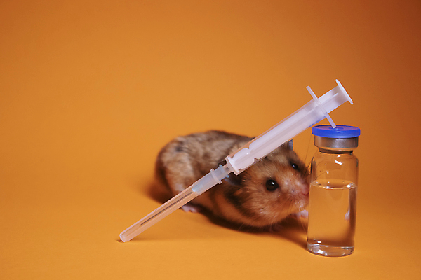 포토 JPG 해외이미지 백그라운드 주사기 사람없음 기댐 설치류 햄스터 주사약 주황색배경 해외포토 동물 의료기기 모션 반려동물 약 주황색 파일형식 이미지허브