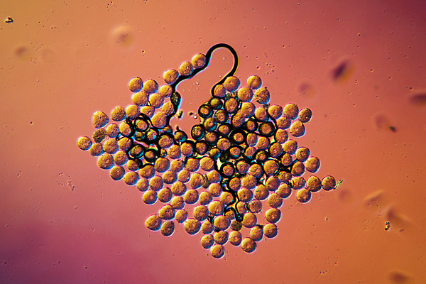 포토 JPG 해외이미지 돋보기 씨앗 사람없음 봄 벚꽃 원형 확대 작음 수분 꽃가루 해외포토 도형 식물 계절 꽃 크기 가루 파일형식 이미지허브