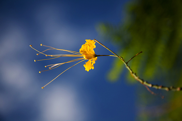 포토 JPG 해외이미지 식물 꽃 백그라운드 농업 자연 벽지 사람없음 야외 농작물 컬러풀 농장 농경지 노란색 환경 맑음 봄 수확 시골 닫기 작음 묘사 유채 만족 질감 밭일 평야 해외포토 계절 감정 산업 컬러 모션 날씨 크기 생태계 파일형식 이미지허브