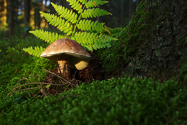 포토 JPG 해외이미지 주간 자연 근접촬영 잔디 사람없음 야외 버섯 풀잎 숲속 해외포토 자연요소 식물 뷰포인트 잎 풀_식물 숲 생태계 파일형식 이미지허브