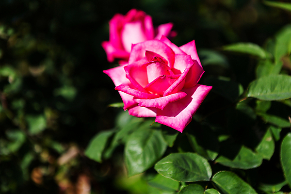 포토 JPG 해외이미지 나무 식물 기념일 꽃잎 꽃 분홍색 결혼 백그라운드 잎 꽃무늬 패턴 밭 자연 벽지 발렌타인데이 사랑 사람없음 야외 빨간색 초록색 여름 컬러풀 햇빛 뷰티 장미 정원 봄 벚꽃 흰색 신선 소프트포커스 원예 질감 부드러움 내추럴 고립 해외포토 계절 감정 컬러 무늬 농업 데이이벤트 촬영기법 이벤트 취미 태양 감각 생태계 파일형식 이미지허브