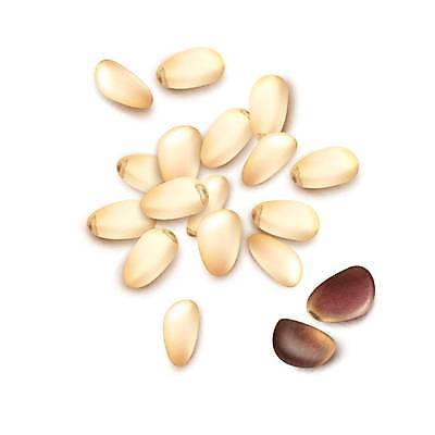 EPS 해외이미지 나무 식물 음식 백그라운드 일러스트 재료 탁자 건강 씨앗 장식 갈색 견과류 껍질 흰색 소나무 그룹 작음 가득함 오브젝트 질감 상록수 침엽수 비타민 전나무 흙더미 내추럴 고립 삼나무 채식주의자 핵심 많음 현실 해외일러스트 컬러 가구 컨셉 흙 크기 채식 영양소 파일형식 벡터 더미 이미지허브