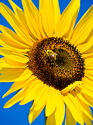 포토 JPG 해외이미지 주간 한마리 하늘 해바라기 근접촬영 사람없음 야외 맑음 해외포토 자연요소 1 꽃 뷰포인트 날씨 파일형식 이미지허브