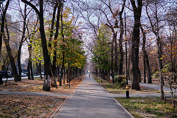 포토 JPG 해외이미지 나무 계절 자연 사람없음 야외 가로 관광지 컬러풀 고요 가을 도시 오솔길 카자흐스탄 해외포토 식물 아시아 길 컬러 여행 생태계 파일형식 이미지허브