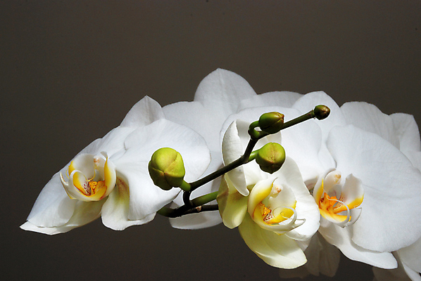 포토 JPG 해외이미지 식물 꽃잎 꽃 줄기 백그라운드 꽃무늬 사람없음 장식 뷰티 어둠 벚꽃 흰색 나뭇가지 난초 우아함 해외포토 나무 컬러 컨셉 무늬 파일형식 이미지허브