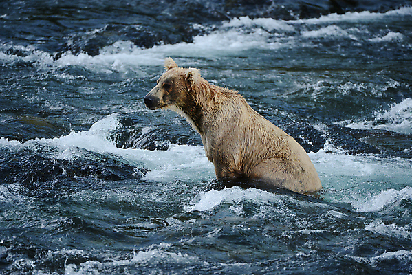 포토 JPG 해외이미지 주간 한마리 야생동물 곰 사람없음 야외 강 젖음 기다림 해외포토 자연요소 동물 1 포유류 모션 파일형식 이미지허브