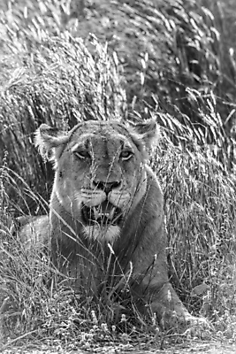 포토 JPG 해외이미지 동물 야생동물 포유류 아프리카 자연 흑백 국립공원 사람없음 세로 머리 고양이 황무지 보호 사자 사파리 육식동물 남아프리카 보츠와나 보호구역 암사자 해외포토 멸종위기종 공원 나라 컨셉 촬영기법 신체부위 반려동물 암컷 생태계 구역 파일형식 이미지허브