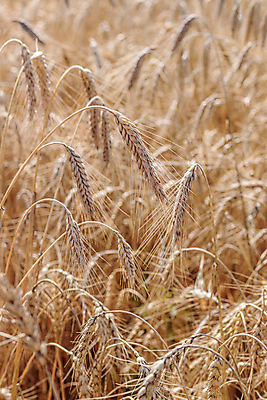 포토 JPG 해외이미지 식물 계절 음식 빵 줄기 백그라운드 밭 농업 자연 불꽃 미술 씨앗 풍경 사람없음 야외 여름 농작물 햇빛 태양 뷰티 농장 노란색 환경 맑음 수확 성장 가을 시골 황금 낟알 땅 시리얼 밀 유기농 귀 장면 내추럴 숙성 호밀 국경 해외포토 자연요소 웰빙 산업 컬러 불 날씨 문화예술 곡류 신체부위 생태계 파일형식 이미지허브