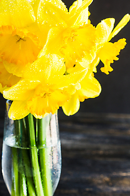 포토 JPG 해외이미지 꽃 실내 사람없음 노란색 꽃병 수선화 해외포토 식물 컬러 내부 파일형식 이미지허브