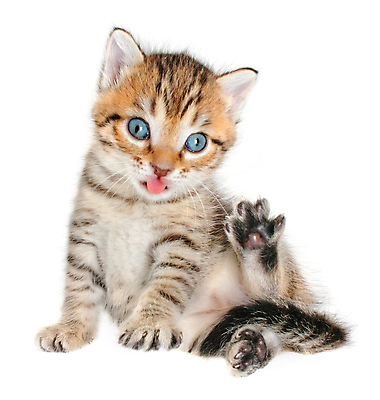 포토 JPG 해외이미지 동물 사람없음 반려동물 고양이 줄무늬 회색 작음 혀 노려봄 고립 섬광 해외포토 컬러 무늬 포유류 표정 입 크기 파일형식 이미지허브