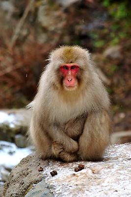포토 JPG 해외이미지 동물 공원 아시아 얼굴 야생동물 여행 겨울 포유류 자연 휴식 산 수영장 털 동양인 사람없음 야외 물 일본 수영 스파 목욕 봄 추위 원숭이 아기 뜨거움 수증기 숲 서식지 유인원 내추럴 전국 지옥 해외포토 자연요소 계절 공공시설 나라 컨셉 사람 인종 신체부위 청결 수상스포츠 생태계 파일형식 이미지허브