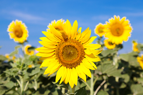 포토 JPG 해외이미지 주간 줄기 잎 꽃밭 하늘 해바라기 그림자 사람없음 야외 아웃포커스 해외포토 자연요소 식물 꽃 촬영기법 파일형식 이미지허브