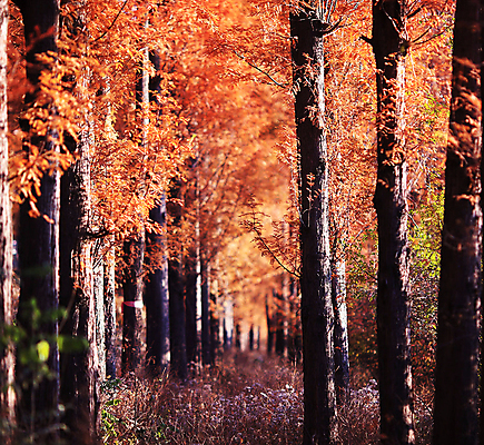 포토 JPG 해외이미지 주간 단풍 단풍나무 사람없음 야외 아웃포커스 해외포토 자연요소 나무 잎 촬영기법 파일형식 이미지허브