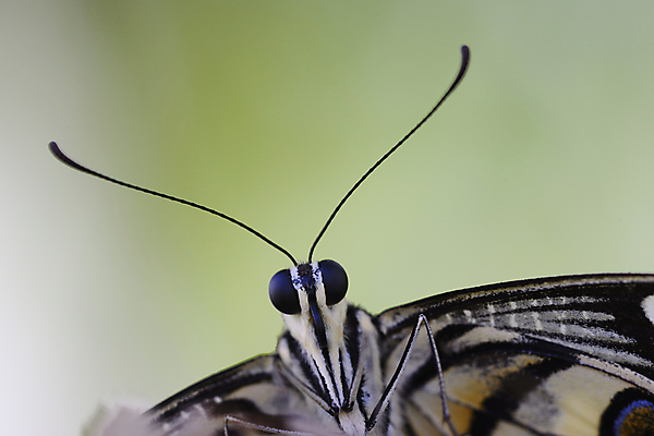 포토 JPG 해외이미지 나비 안테나 사람없음 머리 묘사 해외포토 곤충 통신 신체부위 파일형식 이미지허브