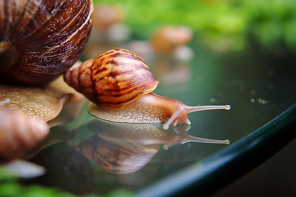 포토 JPG 해외이미지 주간 새끼 두마리 근접촬영 사람없음 야외 아웃포커스 반사 작음 해외포토 자연요소 동물 뷰포인트 2 촬영기법 크기 파일형식 이미지허브