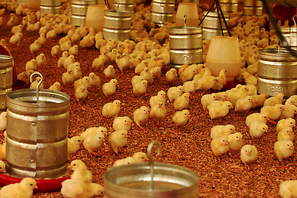 포토 JPG 해외이미지 동물 산업 음식 농업 비즈니스 공장 자연 건강 병아리 육류 사람없음 물 농장 치킨 목장 흰색 시골 승마 먹기 내추럴 수유 해외포토 자연요소 스포츠 컬러 식재료 공업 모션 조류 생태계 닭고기요리 파일형식 이미지허브