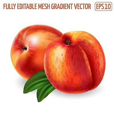 EPS 해외이미지 음식 잎 다이어트 과일 일러스트 재료 포장 디저트 건강 요리 그래픽 장식 컬러풀 주방 식당 수확 신선 달콤 맛 먹기 에코 유기농 복숭아 비타민 내추럴 고립 숙성 채식주의자 현실 맛있는 해외일러스트 식물 웰빙 컬러 컨셉 농업 모션 환경 상점 채식 영양소 파일형식 벡터 이미지허브